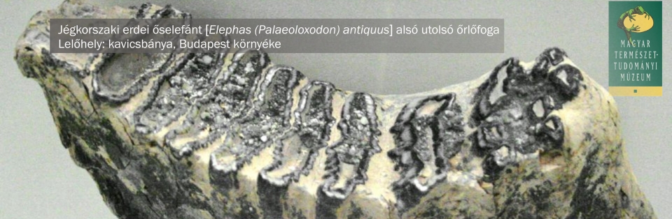 palaeoloxodon_fog_GM_final_felirattal